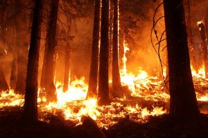 Новые данные о древних пожарах растительности