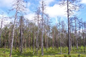 Ведется геологоразведка на золотые руды в Архангельской области